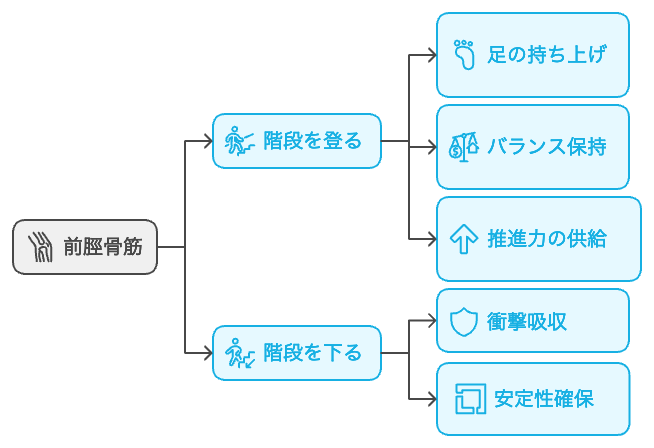 階段の登り降りと前脛骨筋