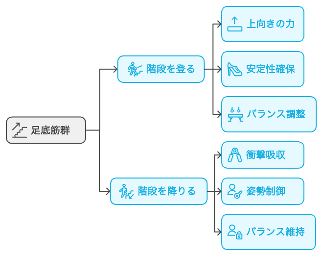 階段の登り降りと足底筋群