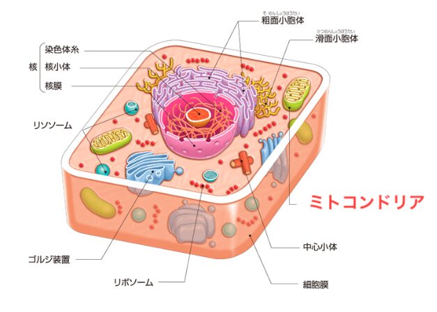 ミトコンドリアの図