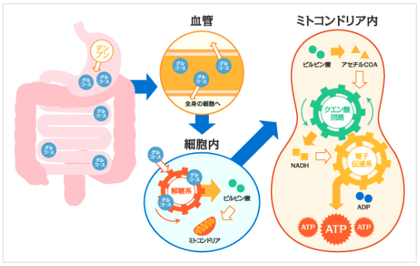 ミトコンドリアによるエネルギー生産の仕組み