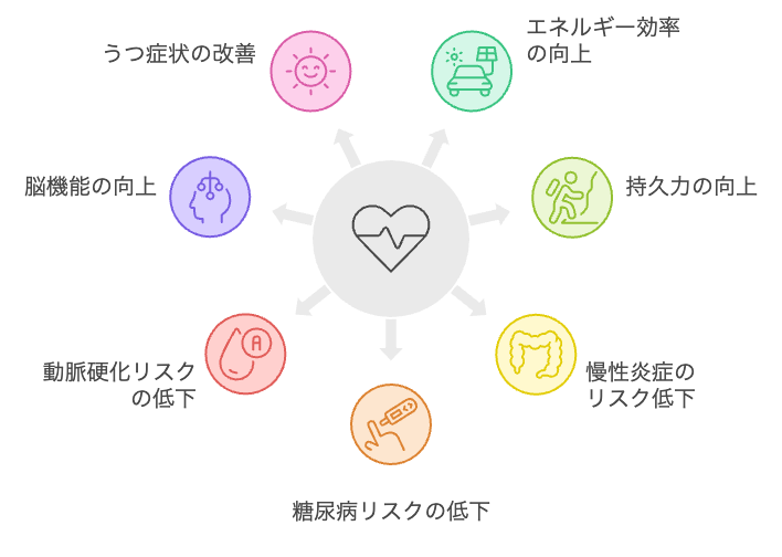 ミトコンドリアと心肺機能の相乗効果