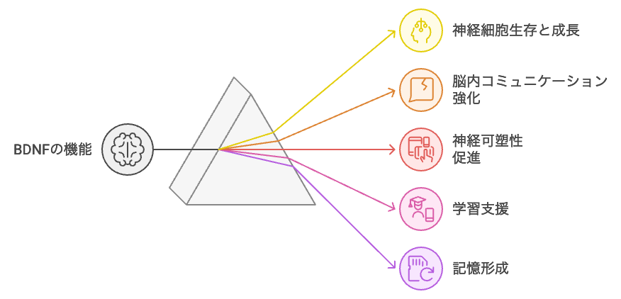 BDNFの役割