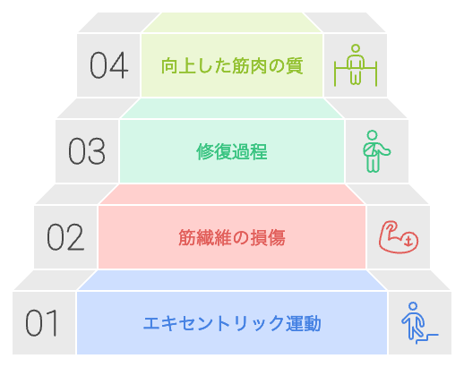 エキセントリック運動による筋肉の質の向上