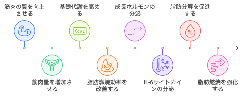 基礎代謝と脂肪燃焼の向上