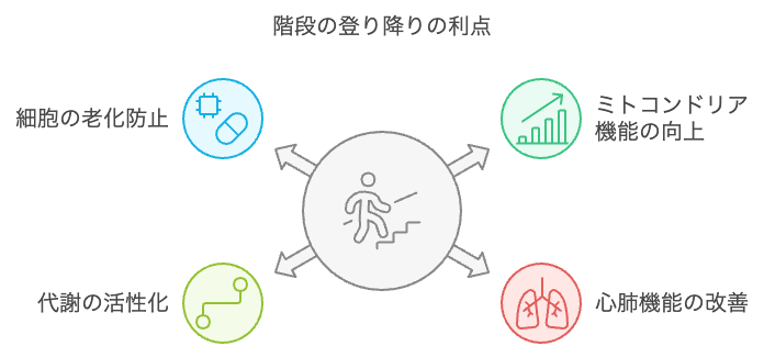 階段の登り降りの利点