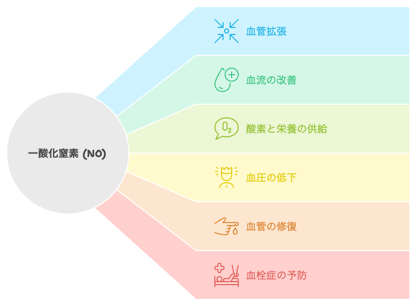 体内における一酸化窒素の多面的な役割