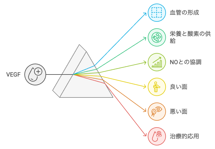 VEGFの多面的な役割