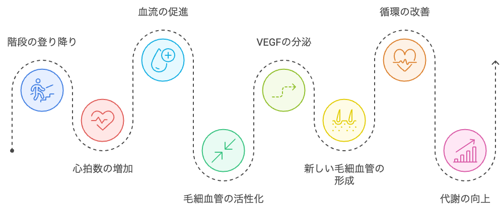 階段の登り降りが毛細血管の健康に与える影響