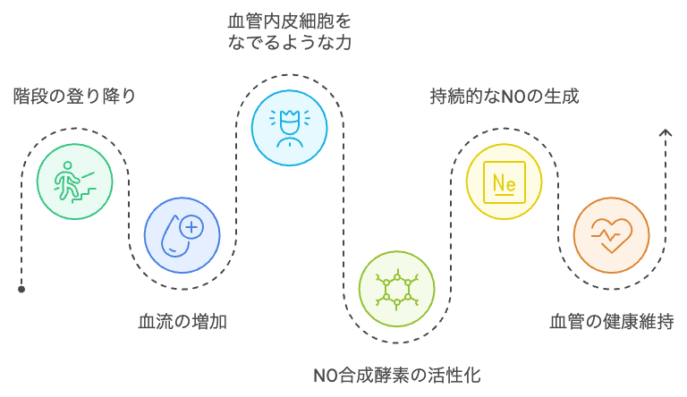 階段の登り降りによるNOの生成