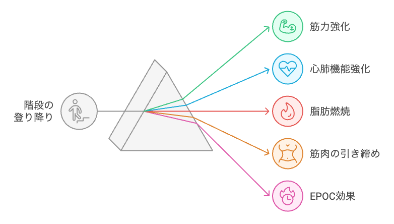 階段運動の二重効果