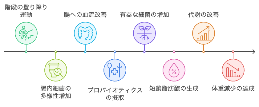 運動とプロバイオティクスが腸の健康と体重減少に与える影響