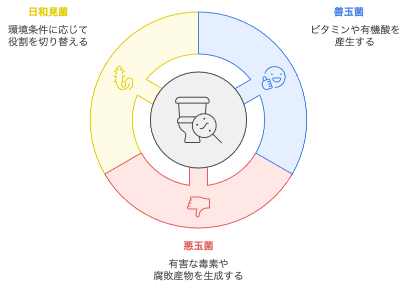 腸内細菌の種類