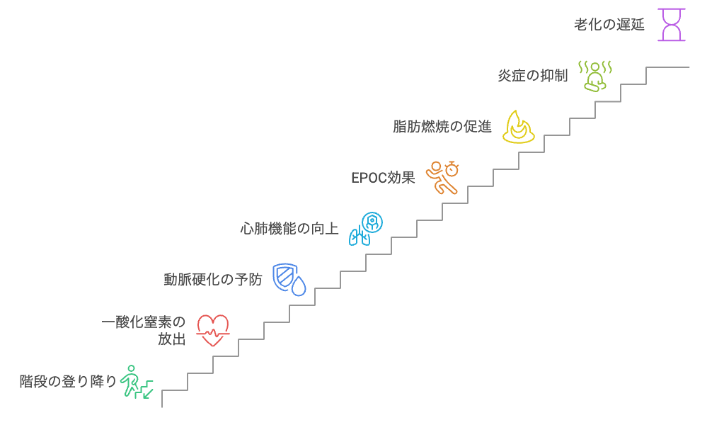 階段で老化を遅らせる