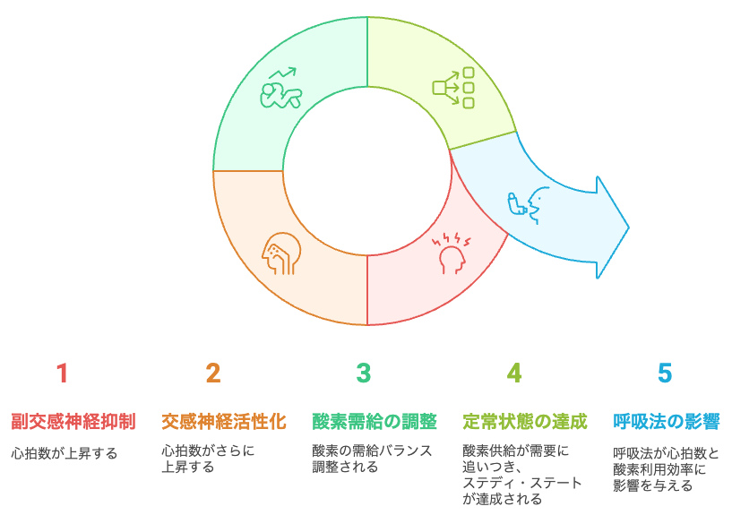 運動中の心拍数と酸素供給のサイクル