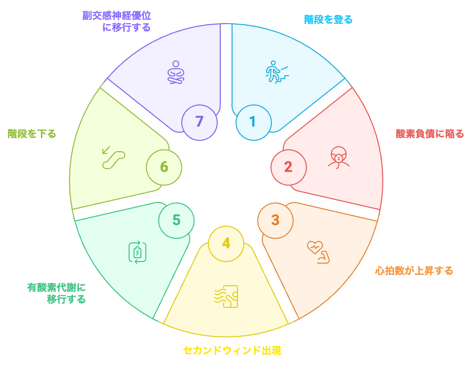 階段運動の生理学的サイクル