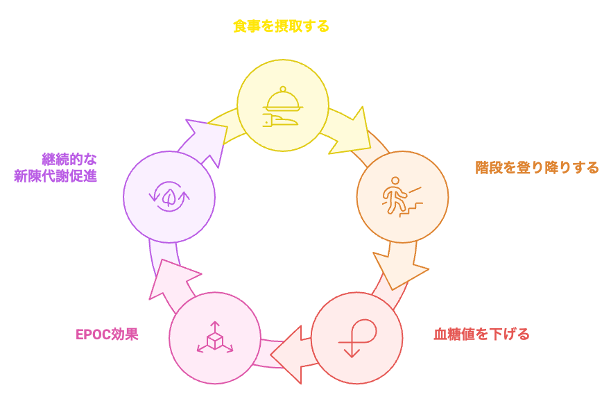 なぜ階段の登り降りがAGEs対策に向いているのか