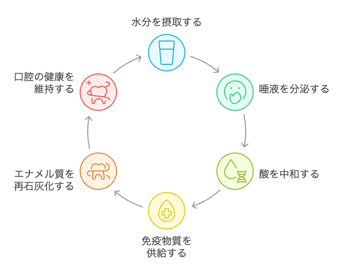 断続的断食中の口腔の健康サイクル