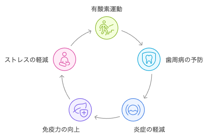 歯茎の健康のための運動サイクル