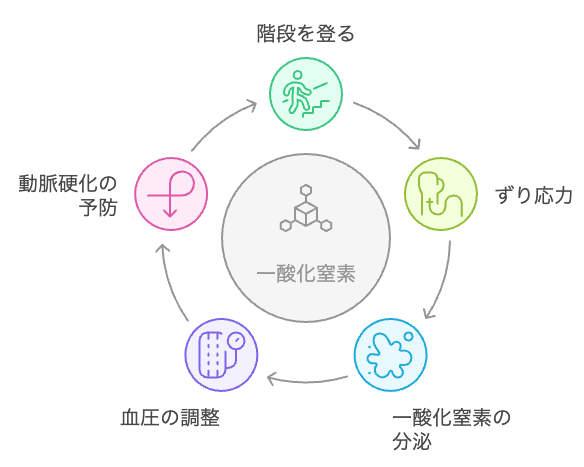 一酸化窒素と血管の健康のサイクル