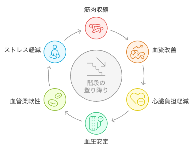 階段登り降りの健康サイクル