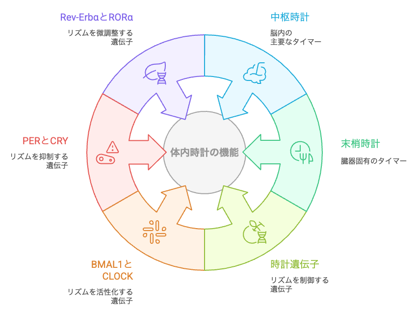 体内時計のメカニズム