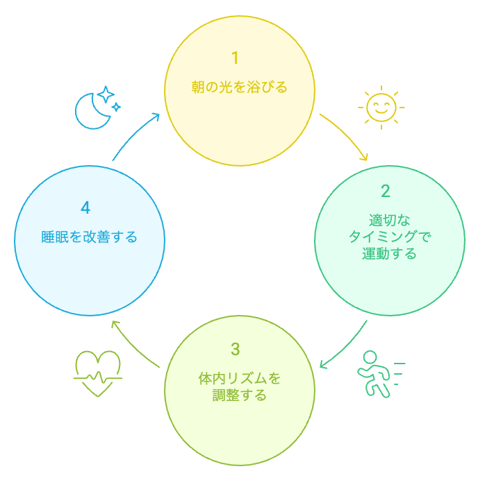 体内時計のリセットサイクル