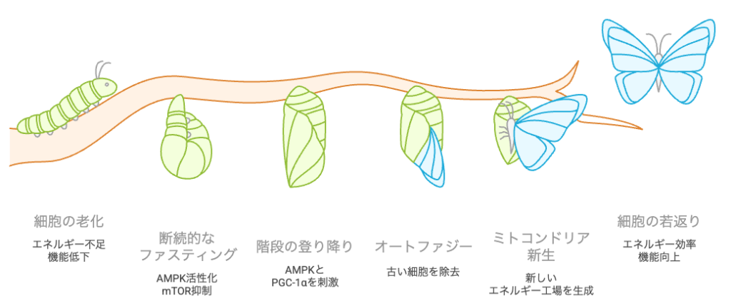 細胞の若返り