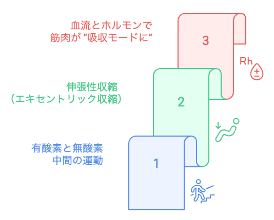 筋肉の貯蔵能力を高める