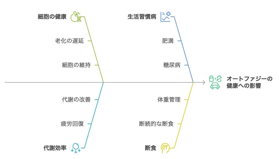 オートファジーの健康への影響の理解