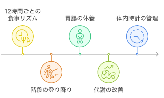 12時間食事リズムと階段昇降の健康効果