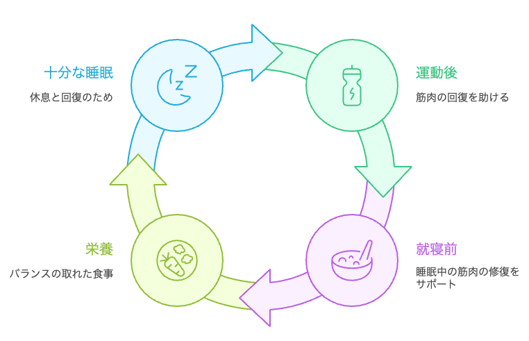 疲労回復のためのプロテイン摂取サイクル