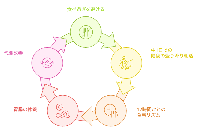 胃腸の休養と代謝のサイクル