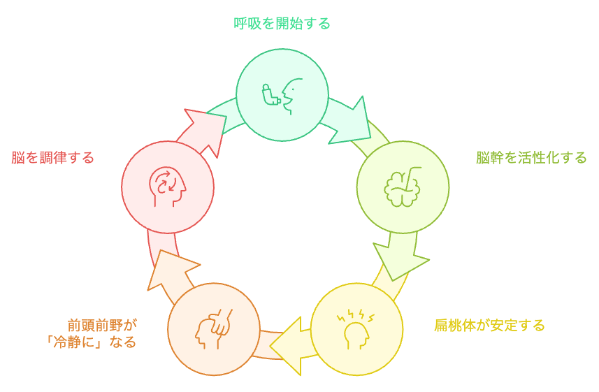 呼吸と脳の調律のサイクル