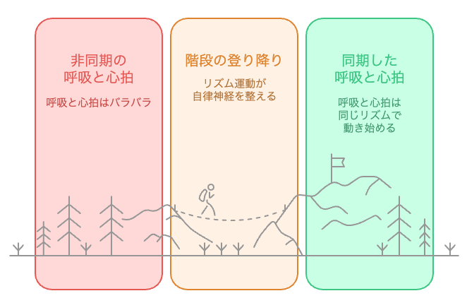 呼吸と心拍の同期