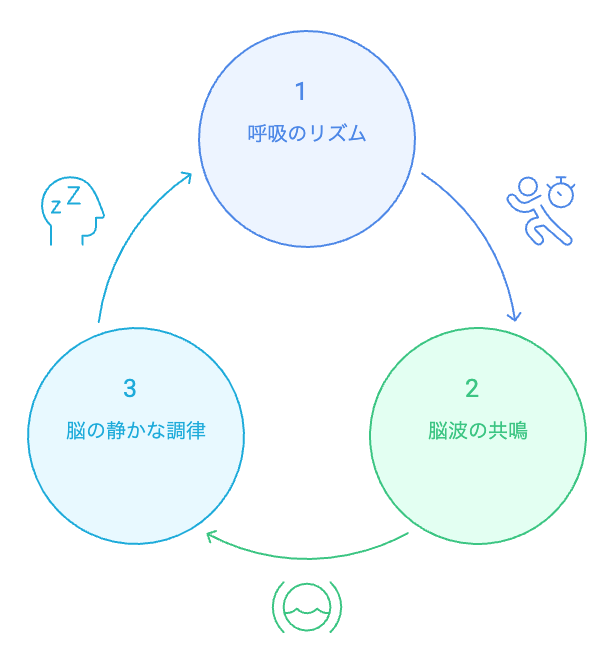 呼吸と脳波のサイクル