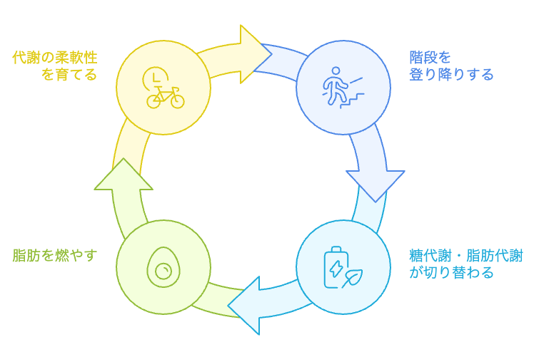 空腹時のエネルギー代謝サイクル