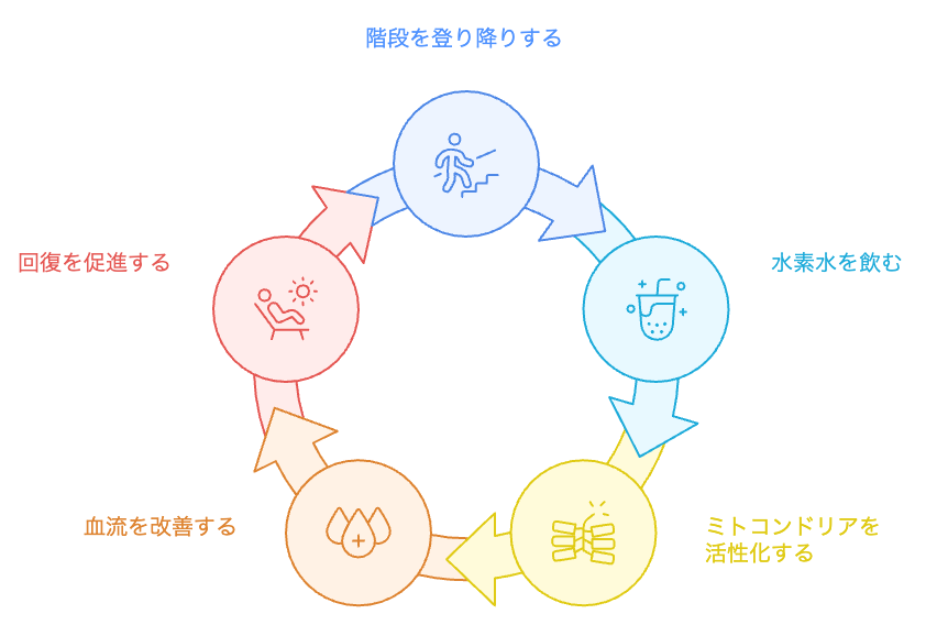 朝の酸化バランスサイクル