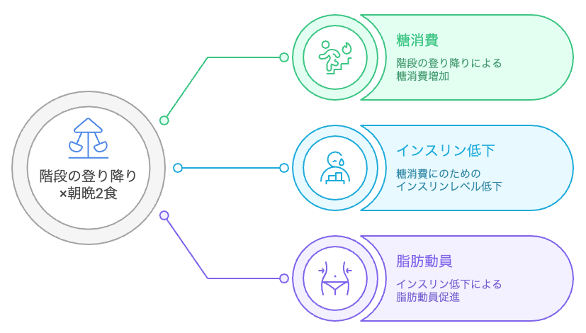 階段の登り降り×朝晩2食による体重変化
