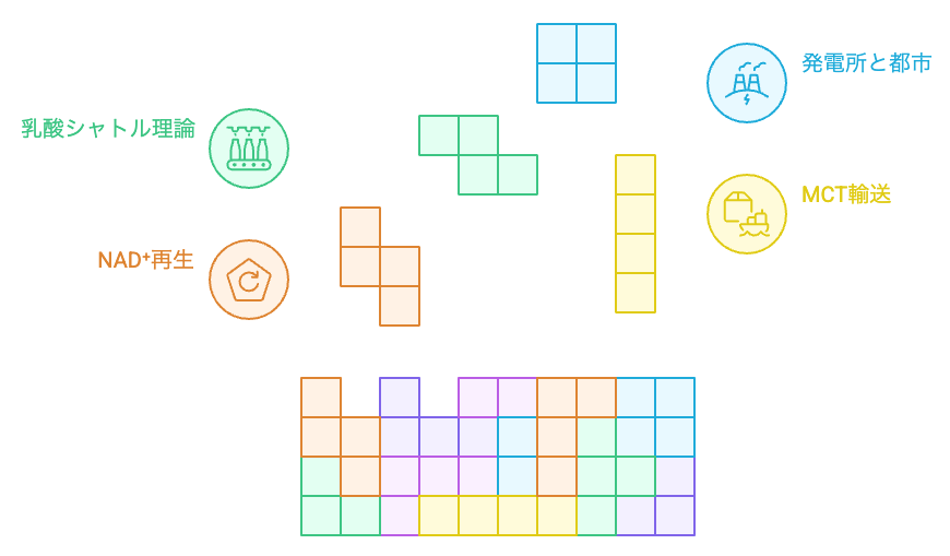 乳酸代謝の複雑さ