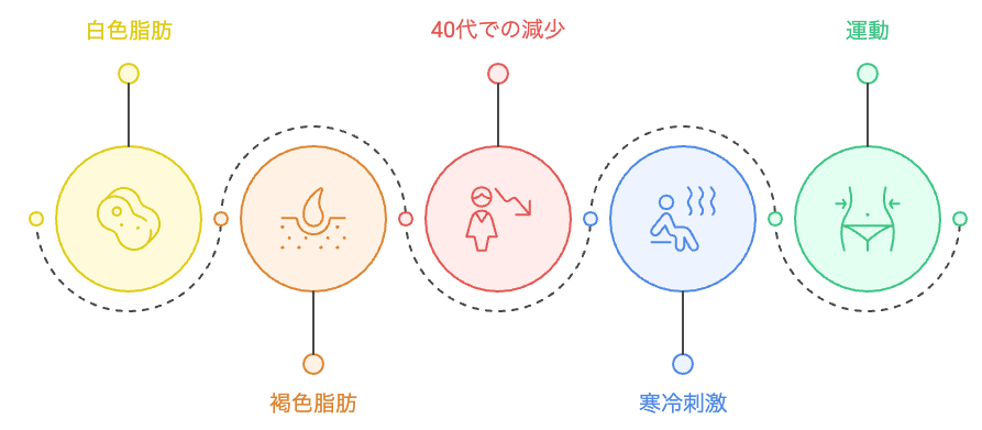 白色脂肪と褐色脂肪の比較