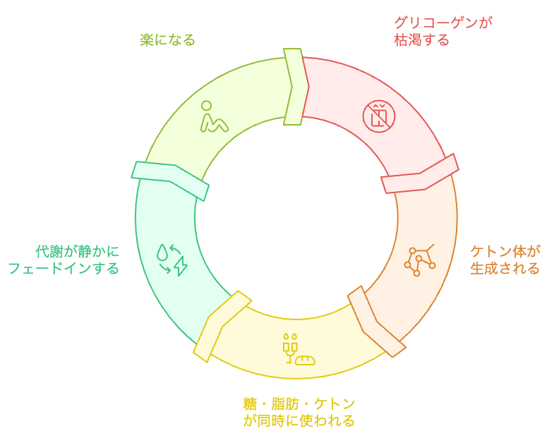 代謝の調整サイクル