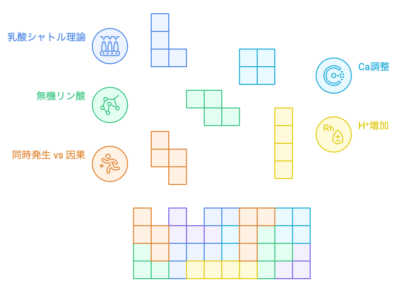 乳酸：疲労物質の誤解