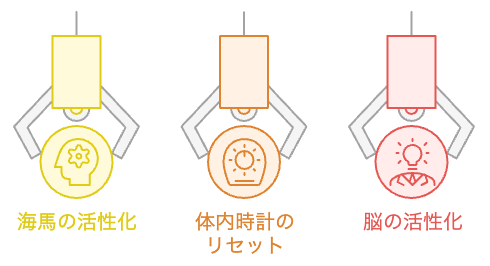 10分の軽い階段運動が脳と体内時計に与える影響