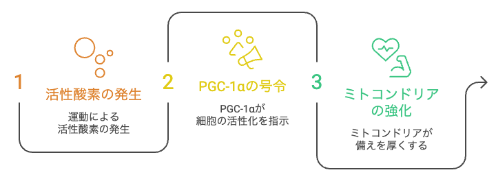 ミトホルミシスという考え方