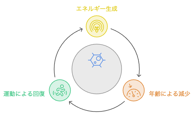 ミトコンドリアとは