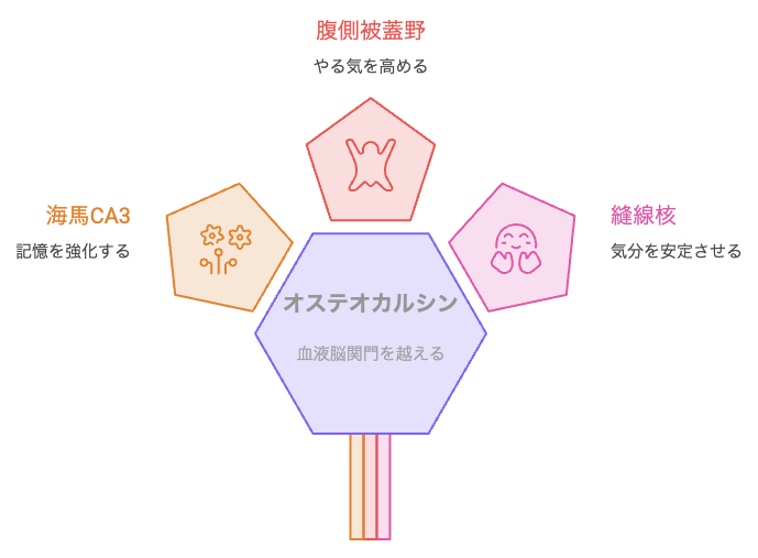 オステオカルシンが届く脳の3領域（海馬CA3・腹側被蓋野・縫線核）を示す図解