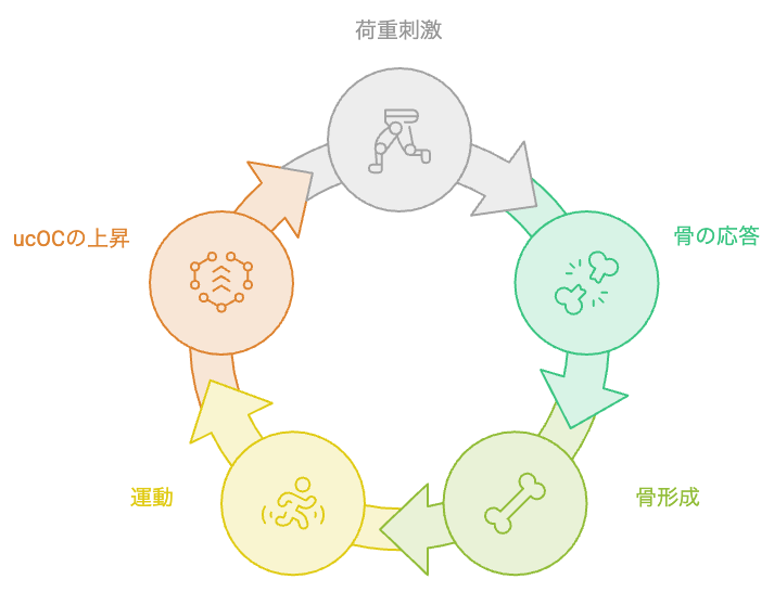 階段の登り降りによる荷重刺激が骨に届く流れを表す図解
