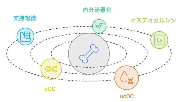 骨がオステオカルシンを分泌する仕組みを表す図解