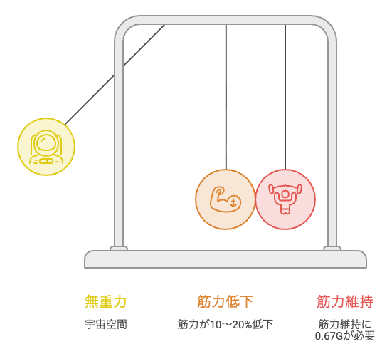  宇宙滞在で抗重力筋が1日約1%細くなることと、筋機能維持に必要な重力を示すデータ図解